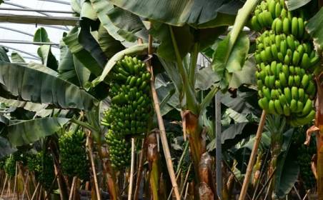 腾博会国际物流为国外种植园水果进口效率加速